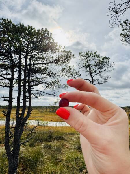 räätsamatk kakerdaja rabas