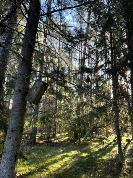 linnuvaatlusmatk